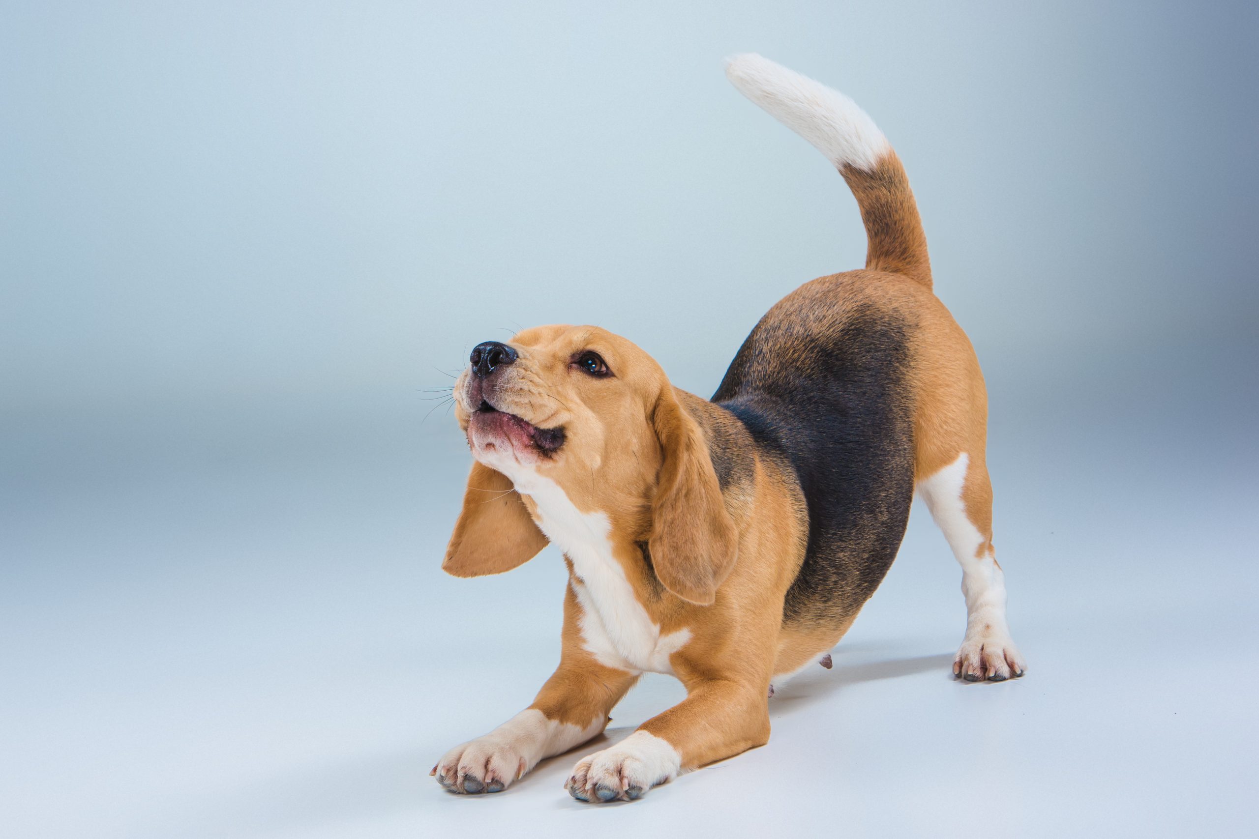 Os cães são excelentes comunicadores, e suas caudas são uma grande parte disso.