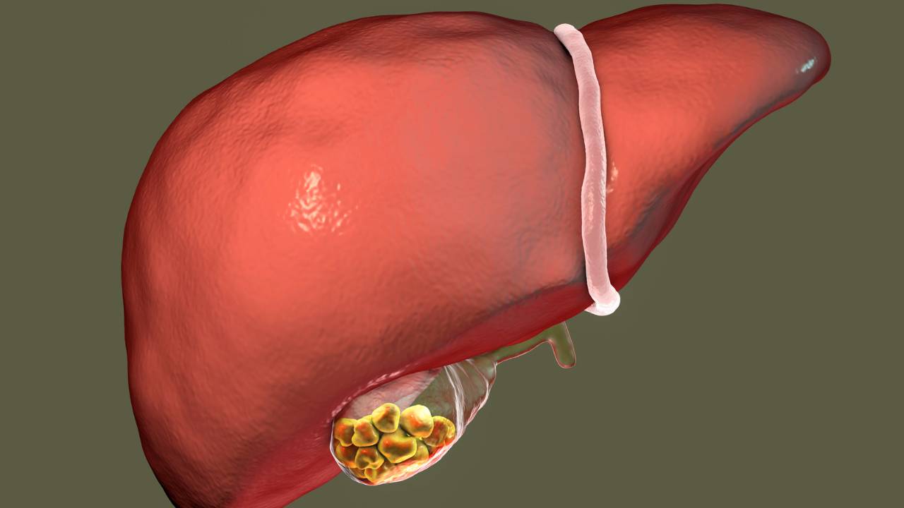 Biologia: Bile: a substância chave para a digestão dos lipídios