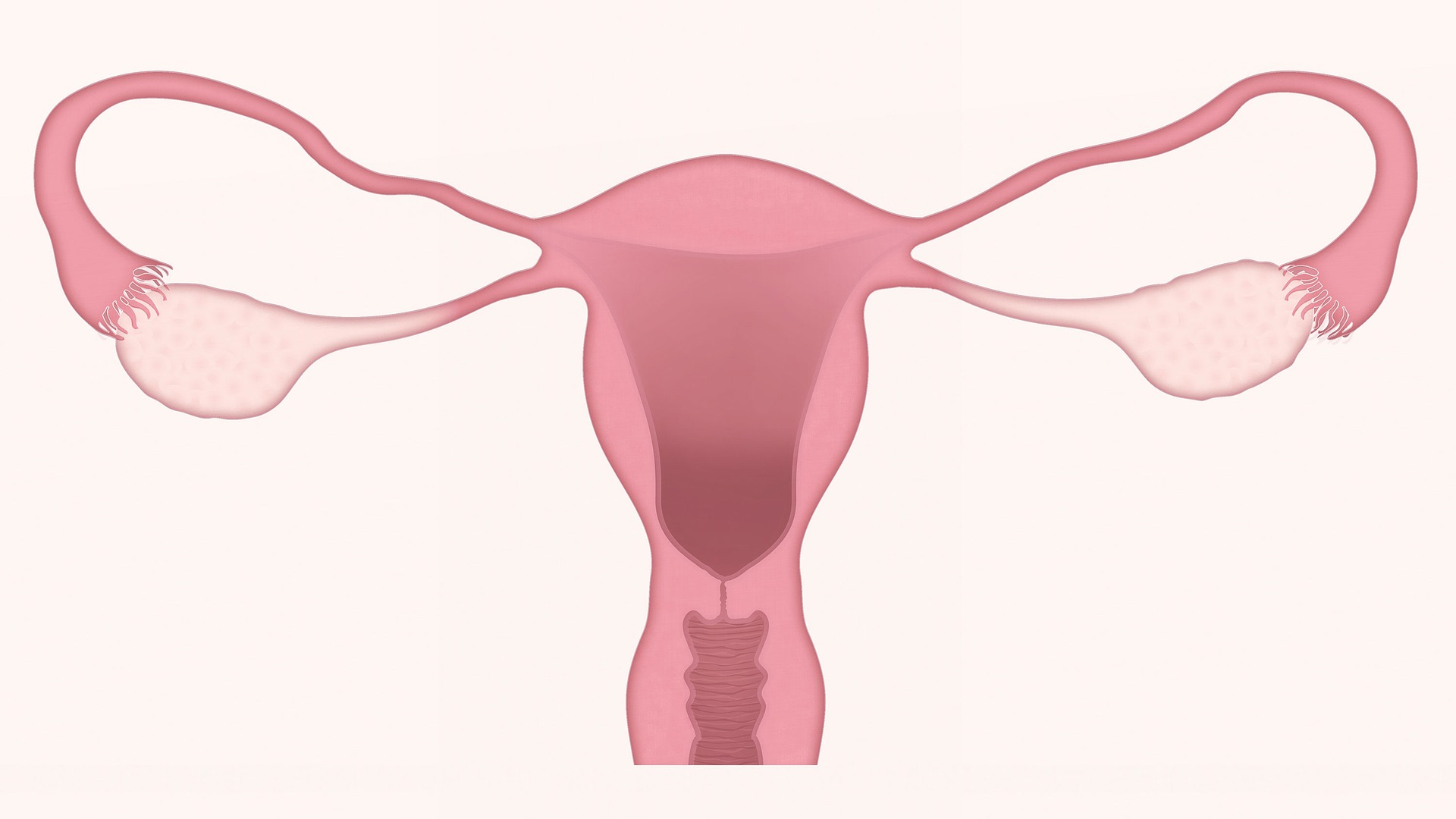 Biologia: Entendendo o Útero: Anatomia e Funções Biológicas Essenciais