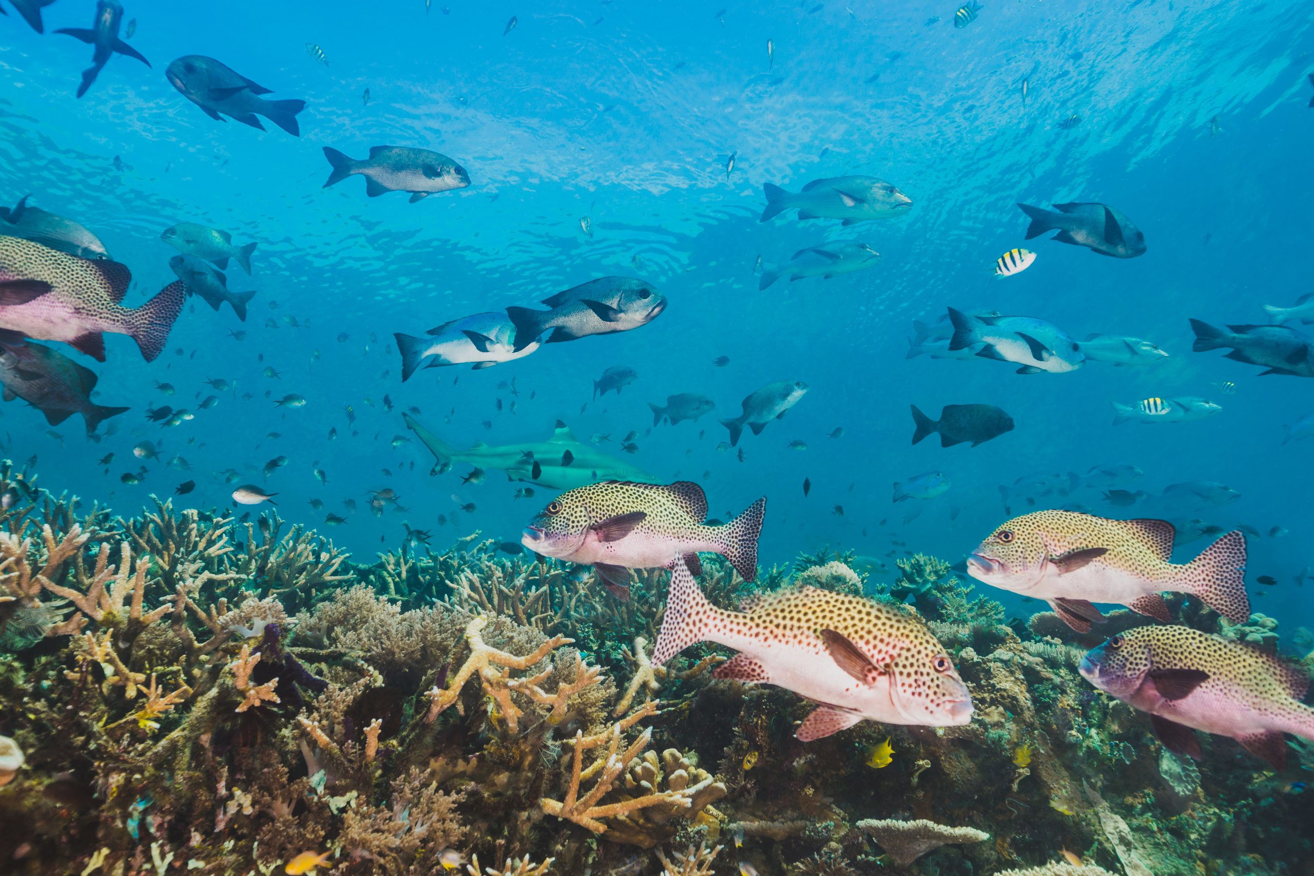 Os biólogos marinhos estudam as características únicas que compõem a fauna e a flora e como eles interagem com o ambiente marinho.