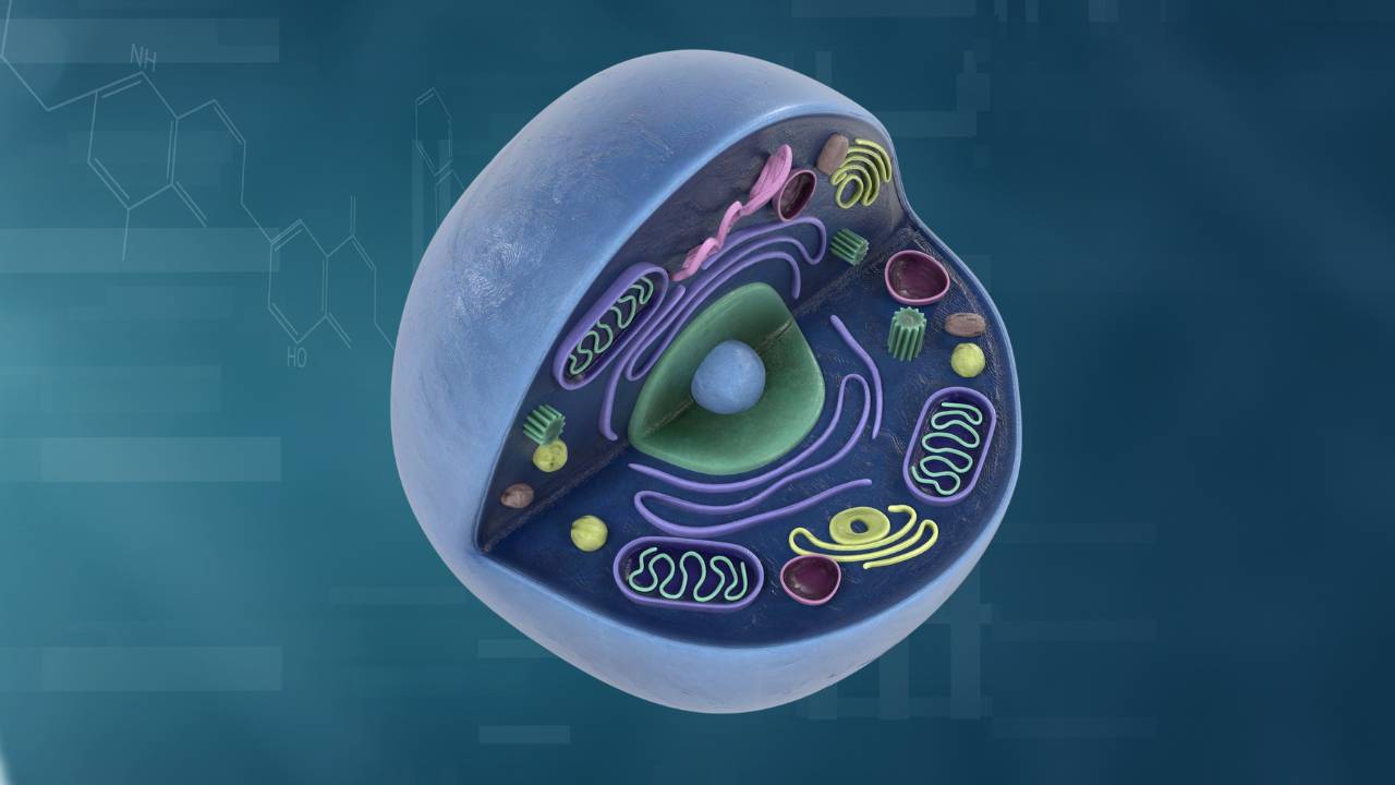 Biologia: Citoplasma – O que é? Composição, Funções, Organização dentro da célula e mais