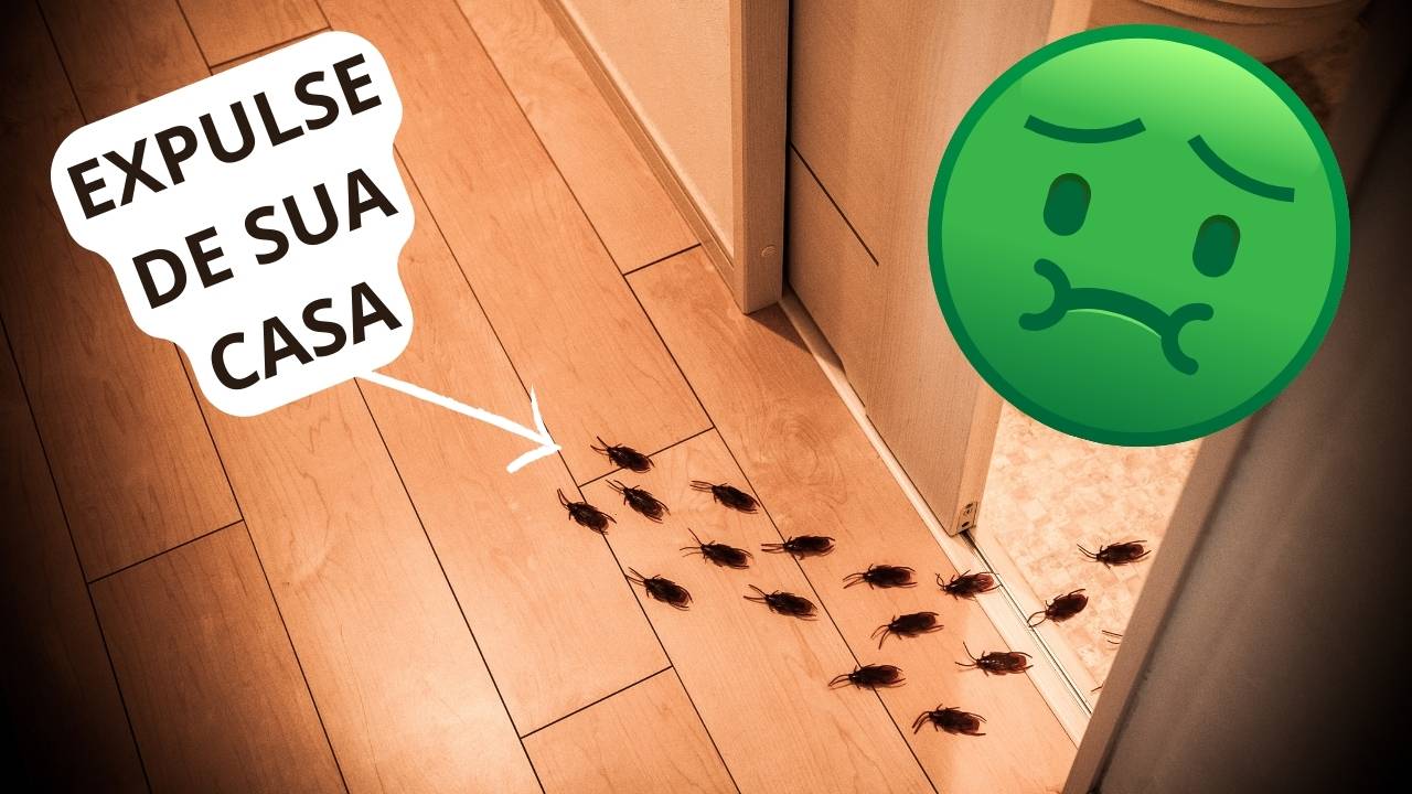 Curiosidades: Mantenha as baratas longe de casa: 7 erros que você NÃO deve cometer 