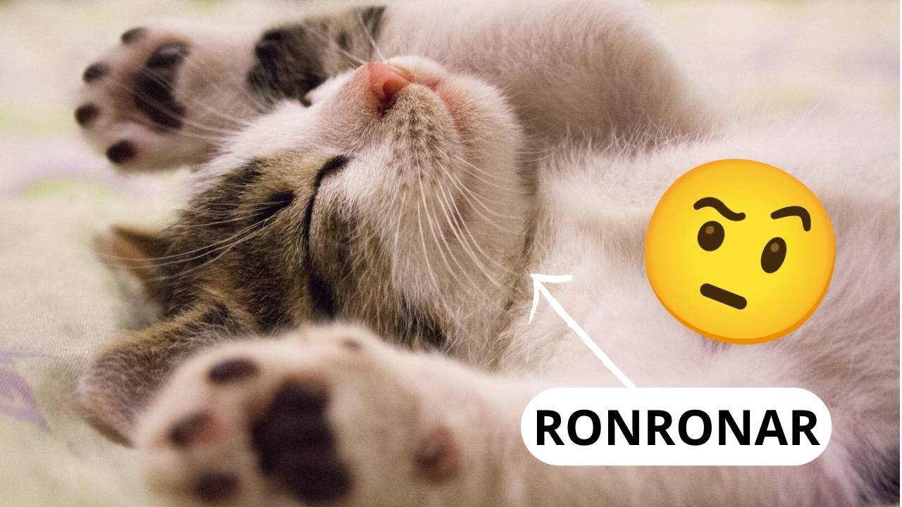 Por que os gatos ronronam? Veja o que dizem os cientistas 