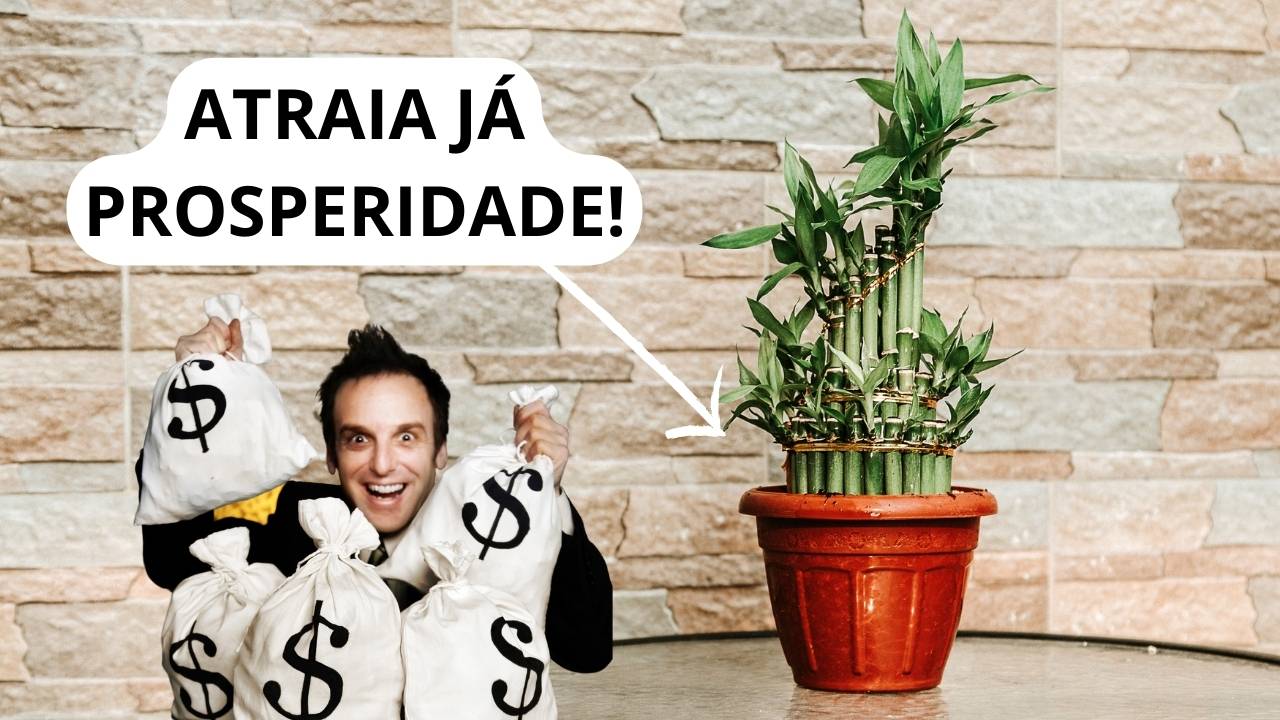 Curiosidades: 9 melhores plantas para atrair PROSPERIDADE