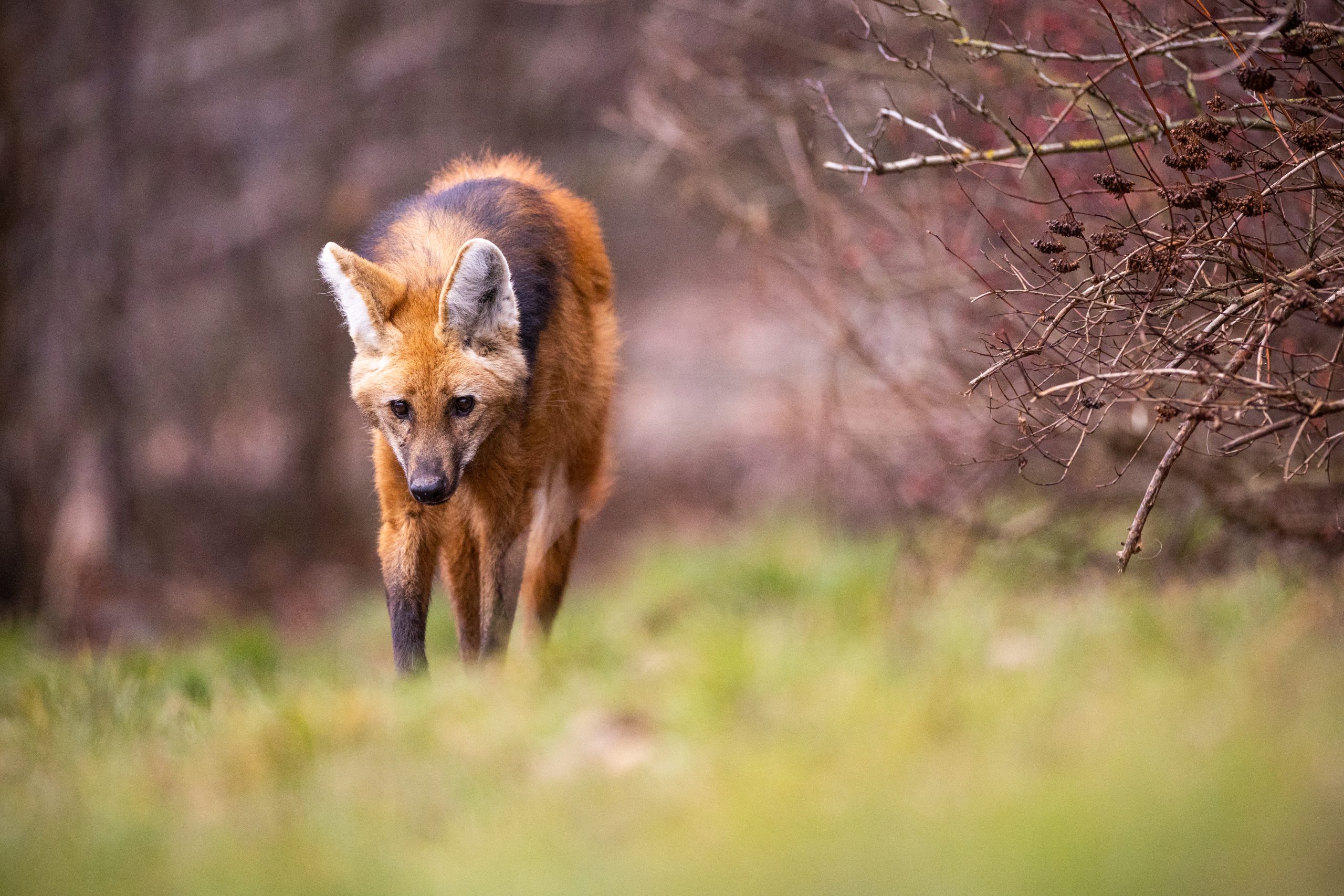 O lobo-guará (Chrysocyon brachyurus) é uma espécie que vive no cerrado.